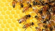 Bras-d’Eau : une dizaine d’apiculteurs affectés par les intempéries