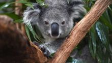 L'Australie considère les koalas en danger