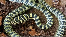 Que faut-il savoir sur le serpent qui a été aperçu à Quatre-Bornes ?