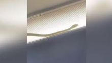 Serpent à bord: un avion de ligne malaisien dérouté