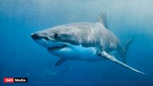 Nouvelle attaque mortelle de requin en Australie, la 3e depuis le début de l'année