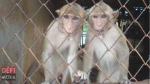 Élevage de singes : la demande de permis EIA de Hammerhead International Limited risque d’être rejetée