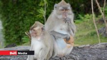 Feu vert au plus grand élevage de singes de Maurice : protestation des associations internationales