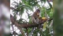 Grande-Rivière Sud-Est : un singe qui aime les mangues dérange le quotidien d’une famille
