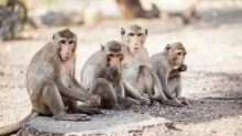 Environ 250 singes découverts dans un bâtiment à Jin Fei  