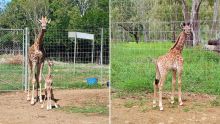 Casela Nature Parks accueille le deuxième bébé girafe mauricien