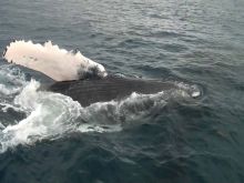 [Xplik ou K Enquête] Une quinzaine de baleines aperçues au large du Morne