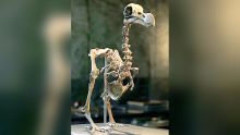 Ressuscitons le dodo 