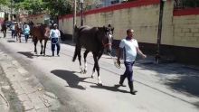 Hippisme : Les chevaux à la marche ce vendredi