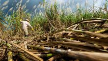 Sugar Industry Efficiency (Amendment) Bill: Ensuring the long-term viability of sugarcane industry