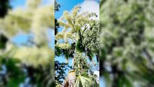 Un talipot de 58 ans a entamé sa première et dernière floraison au Jardin de Pamplemousses 