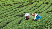 The tea industry: Opportunities brewing