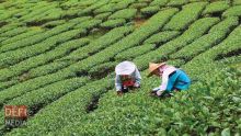 Conseil des ministres : les prix des feuilles de thé connus