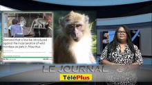 Le Journal TéléPlus - plus de 55 000 signatures pour sauver les singes de Maurice : des associations internationales interpellent le PM
