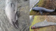 Des dauphins s'échouent dans le Sud-Est