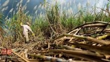 Flambée du prix des engrais : nouvelle aide pour les planteurs de canne à sucre