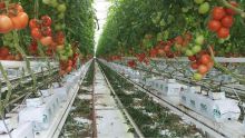 À Vacoas : 125 kilos de tomates hydroponiques emportés