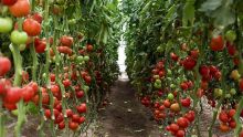 Vol de tomates : un planteur subit des pertes de Rs 75 000