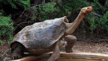 Retour à la liberté pour Diego, la tortue «sex-symbol» qui a sauvé son espèce