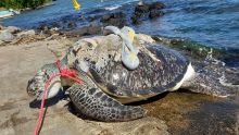 Pointe-aux-Roches : une tortue de mer de 200 kg retrouvée morte