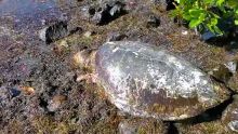 Anse-Jonchée : la tortue aurait été tuée par un requin, selon le ministère de la Pêche 