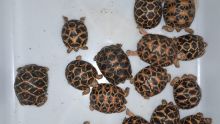 Vingt bébés tortues saisis à l'aéroport de Plaisance