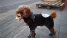 Hong Kong : un chien testé positif au coronavirus placé en quarantaine