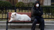 Hong Kong : les animaux domestiques des malades du coronavirus iront en quarantaine