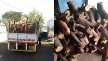 Trafic de bois de santal: plusieurs tonnes de ce bois protégé saisies à Pailles 