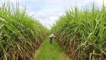 Prévision : vers une production de 250 000 tonnes de sucre cette année 