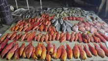 Saisie de 405 kg de poissons à Grand-Baie : deux marins malgaches positivement identifiés