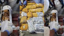 Port : 21 kilos de cannabis découverts dans un compresseur et de la nourriture pour chiens