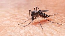 Dengue : 20 cas actifs à Maurice 