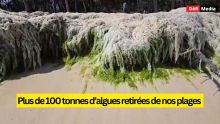 Plus de 100 tonnes d’algues retirées de nos plages 