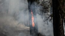 Feux de forêt en France : plus de 7.000 hectares brûlés en Gironde