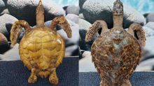 Il risque une amende de Rs 500 000 pour avoir tenté de vendre une tortue de mer empaillée