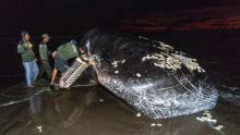 Un troisième grand cétacé retrouvé mort échoué sur une plage de Bali