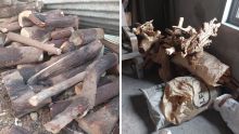 Goodlands : plus d’une tonne de bois de santal saisie dans une maison, un suspect interpellé