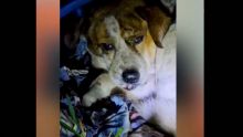 Un chien agressé à coups de sabre : Pretty Saachi plaide pour des lois plus sévères