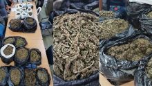 Petite-Rivière : La Flying Squad déterre 20 kilos de cannabis valant Rs 20 millions