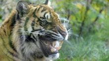 Indonésie : chasse aux tigres à Sumatra après des attaques meurtrières
