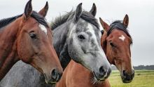 167 chevaux soumis à des tests antidopage en amont de la saison hippique