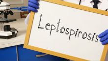 Leptospirose : 5 cas actifs à Maurice 