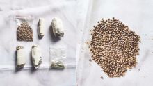 Trafic de cannabis : 5 200 semences et des paquets de cannabis saisis à Roche-Brunes