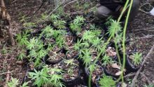 Bras d'Eau : des plants de cannabis estimés à Rs 1,4 million déracinés 