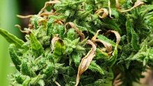 Rodrigues : arrestation d’un homme pris en flagrant délit alors qu'il arrosait des plants de cannabis