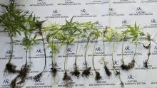 Île d’Ambre, Poudre-d’Or : saisie de plants de cannabis estimés à Rs 1,3 million