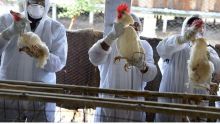 Épidémie de grippe aviaire en Europe : les demandes d’importations de volailles désormais passées à la loupe