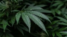 États-Unis : le département de la justice prévoit de reclasser la marijuana comme une drogue à moindre risque