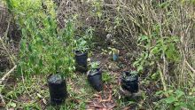 Nouvelle-France : 300 000 roupies de plants de cannabis déracinés